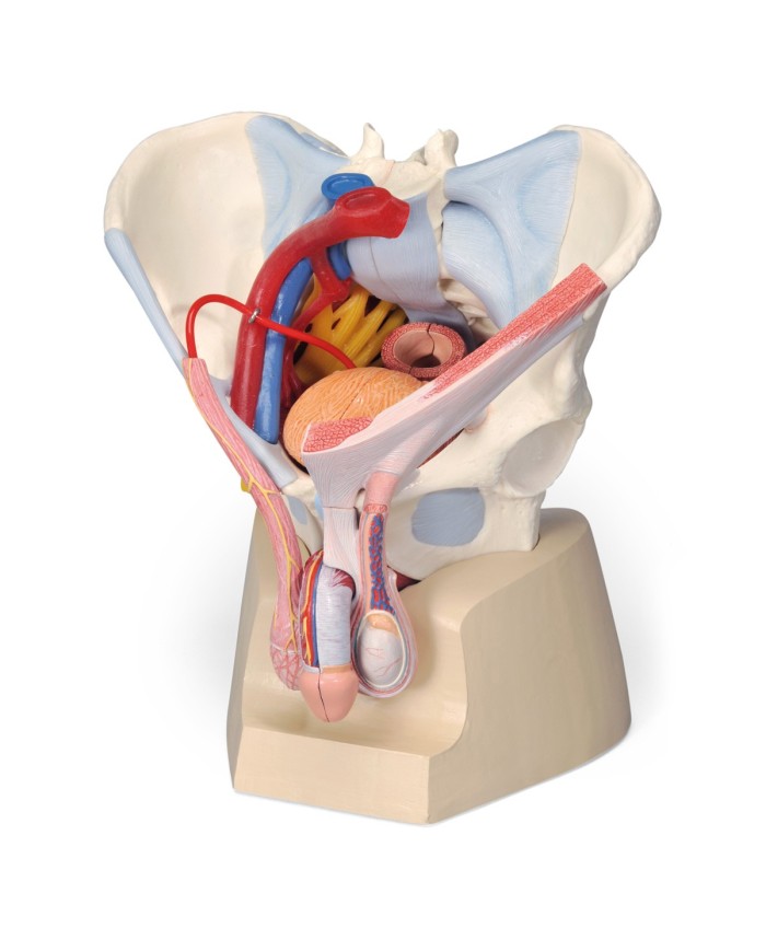 Pelvi maschile 3B Scientific con legamenti, vasi, nervi, pavimento pelvico e organi, in 7 parti H21/3
