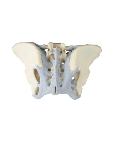 Erler Zimmer, modello anatomico di scheletro del bacino femminile con legamenti 4070L