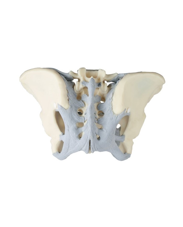 Erler Zimmer, modello anatomico di scheletro del bacino femminile con legamenti 4070L