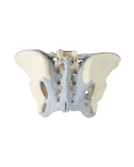 Erler Zimmer, modello anatomico di scheletro del bacino femminile con legamenti 4070L