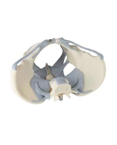 Erler Zimmer, modello anatomico di scheletro del bacino femminile con legamenti 4070L