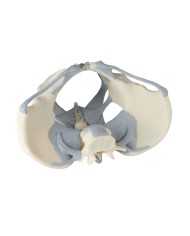 Erler Zimmer, modello anatomico di scheletro del bacino femminile con legamenti 4070L