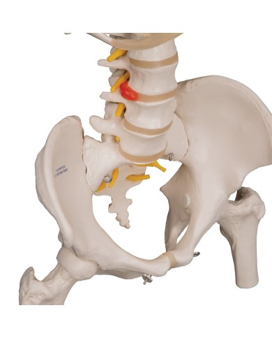 Colonna vertebrale flessibile 3B Scientific, cassa toracica e tronchi Colonna vertebrale flessibile 3B Scientific, cassa toracica e tronchi