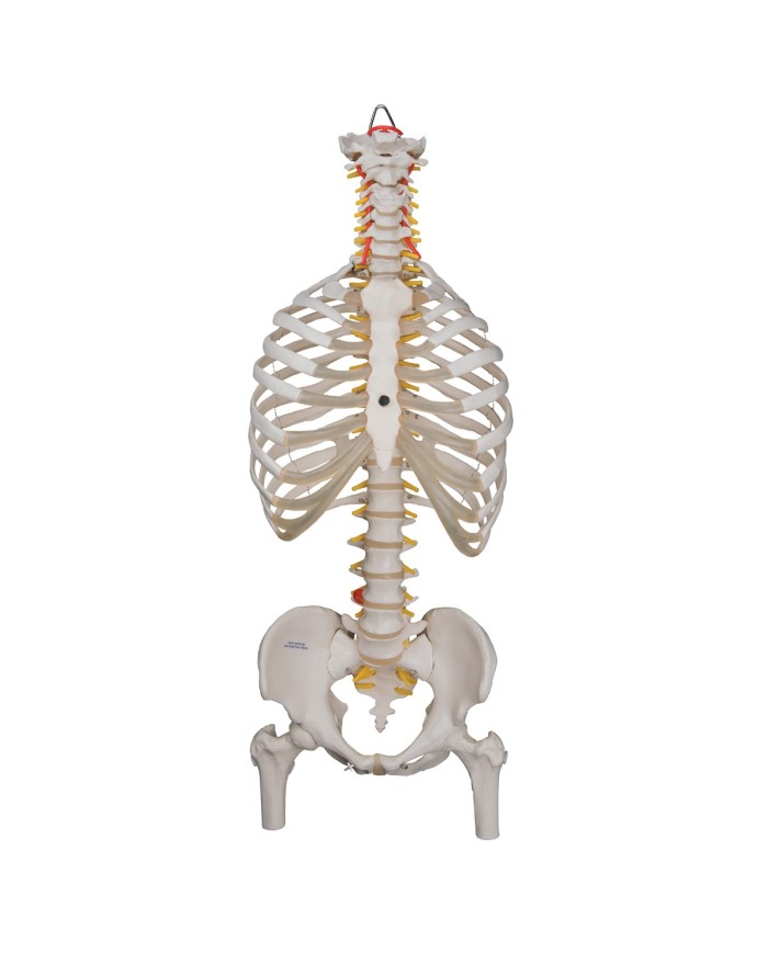 Colonna vertebrale flessibile 3B Scientific, cassa toracica e tronchi