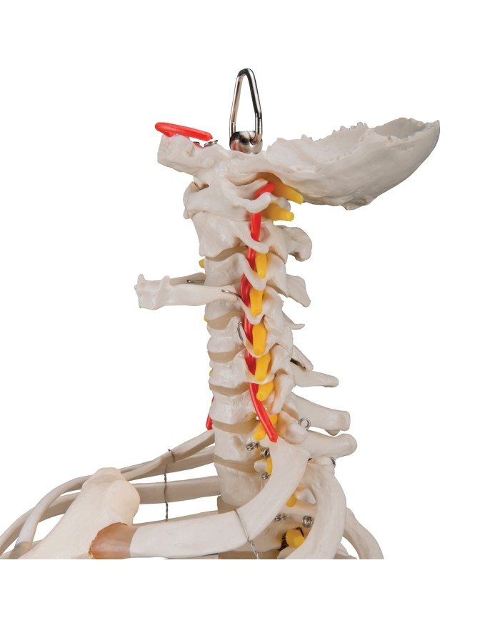 Colonna vertebrale flessibile 3B Scientific, cassa toracica e tronchi