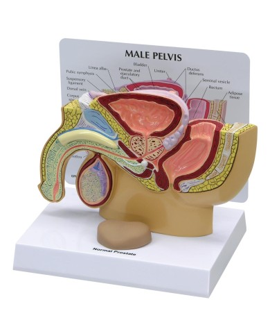 Modello anatomico di Pelvi maschile con prostata in sezione 3B Scientific 1019562