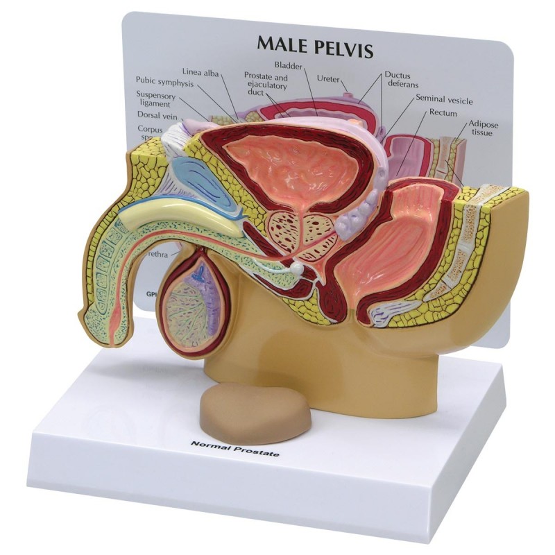Modello anatomico di Pelvi maschile...