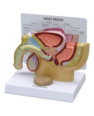 Modello anatomico di Pelvi maschile con prostata in sezione 3B Scientific 1019562