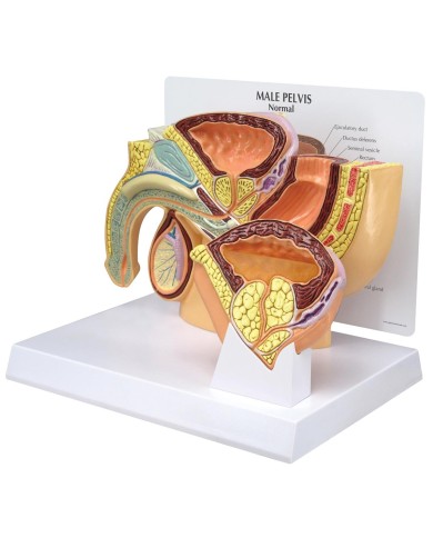 Modello anatomico di Pelvi maschile con IPB - 3B Scientific 1019564