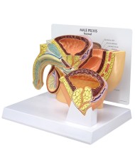 Modello anatomico di Pelvi maschile con IPB - 3B Scientific 1019564