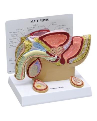Modello anatomico di Pelvi maschile con testicoli - 3B Scientific 1019565