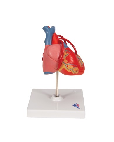 3B Scientific, Cuore, modello classico, con bypass, scomponibile in 2 parti G05 3B Scientific, Cuore, modello classico, con bypass, scomponibile in 2 parti G05