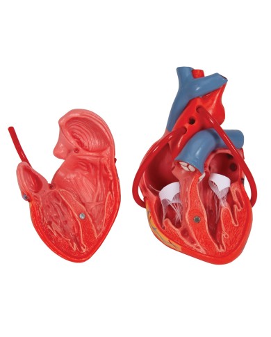 3B Scientific, Cuore, modello classico, con bypass, scomponibile in 2 parti G05 3B Scientific, Cuore, modello classico, con bypass, scomponibile in 2 parti G05