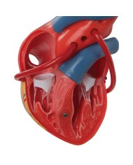 3B Scientific, Cuore, modello classico, con bypass, scomponibile in 2 parti G05