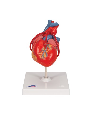 3B Scientific, Cuore, modello classico, con bypass, scomponibile in 2 parti G05 3B Scientific, Cuore, modello classico, con bypass, scomponibile in 2 parti G05