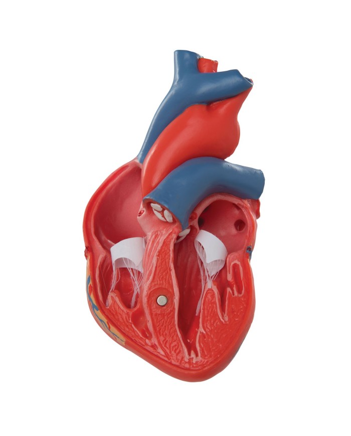 3B Scientific cuore modello classico scomponibile in 2 parti G08