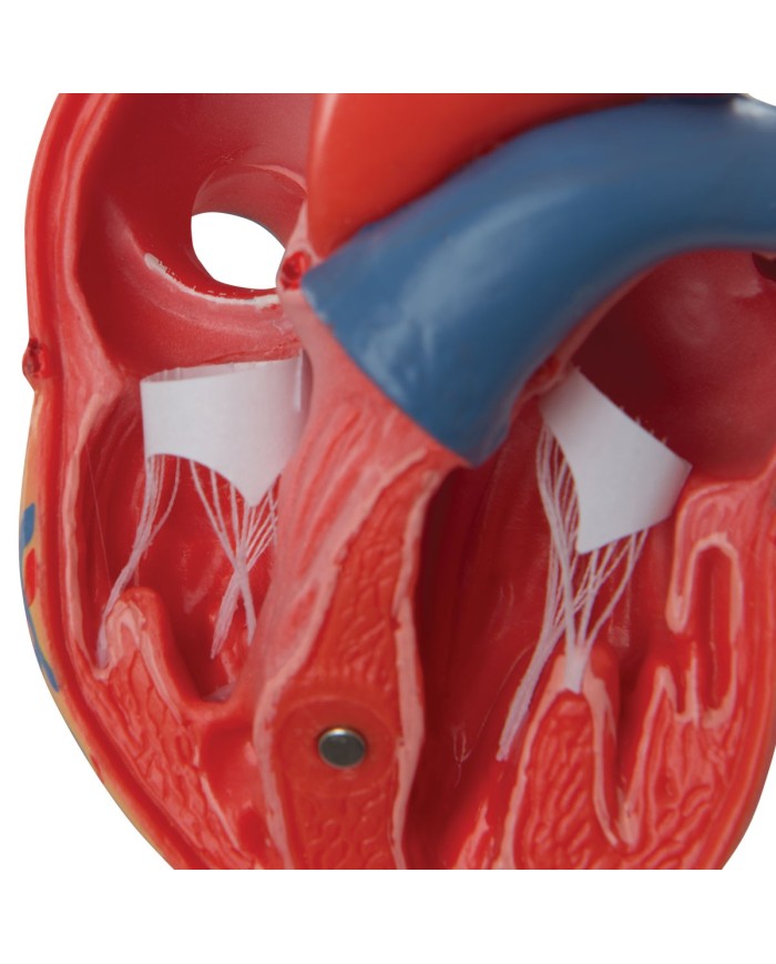 3B Scientific cuore modello classico scomponibile in 2 parti G08