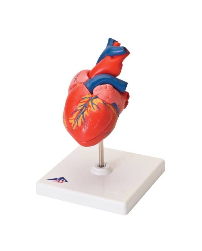 3B Scientific cuore modello classico scomponibile in 2 parti G08