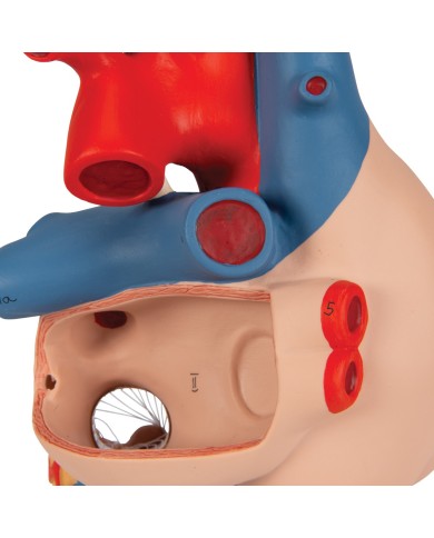 Modello di cuore con bypass, ingrandito 2 volte, in 4 parti, G06 Modello di cuore con bypass, ingrandito 2 volte, in 4 parti, G06