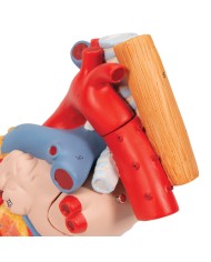 Cuore con trachea ed esofago, ingrandito 2 volte, in 5 parti G13