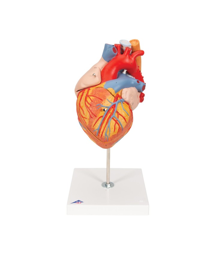 Cuore con trachea ed esofago, ingrandito 2 volte, in 5 parti G13