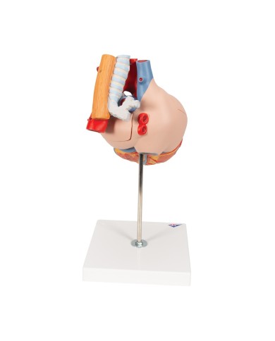Cuore con trachea ed esofago, ingrandito 2 volte, in 5 parti G13 Cuore con trachea ed esofago, ingrandito 2 volte, in 5 parti G13