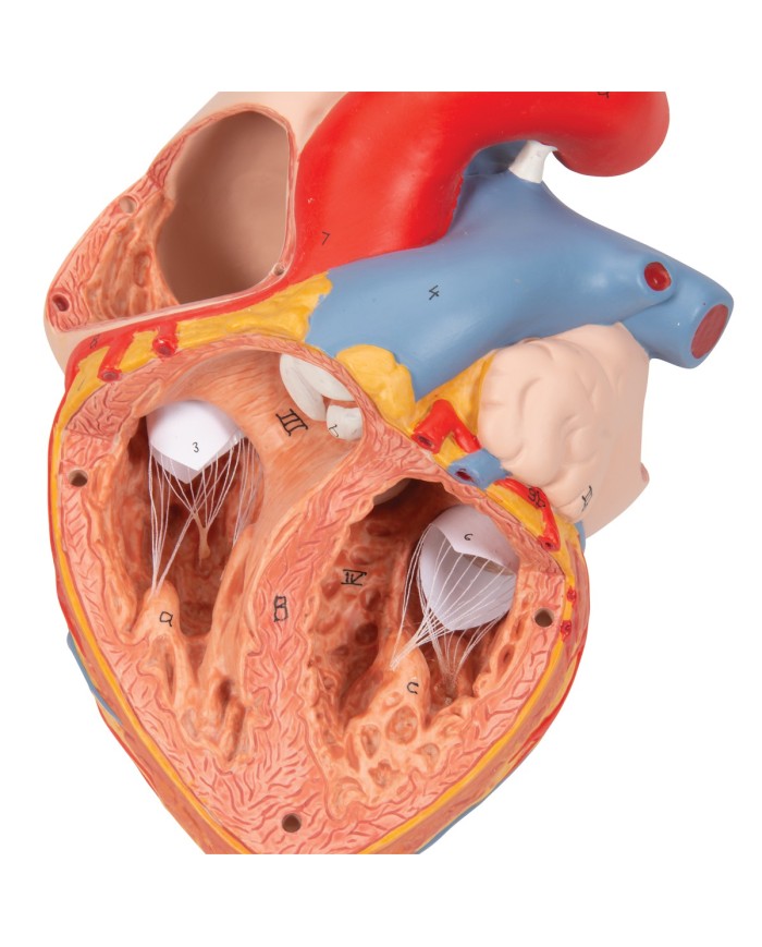 Cuore con trachea ed esofago, ingrandito 2 volte, in 5 parti G13