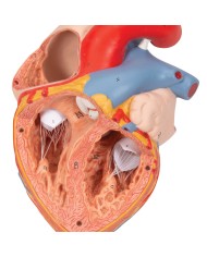 Cuore con trachea ed esofago, ingrandito 2 volte, in 5 parti G13