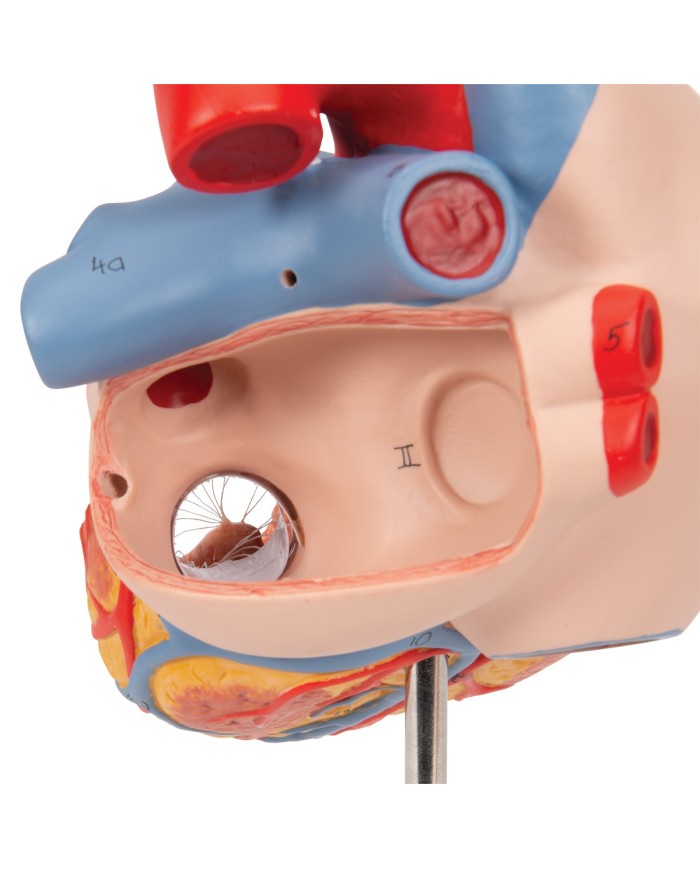 Cuore con trachea ed esofago, ingrandito 2 volte, in 5 parti G13