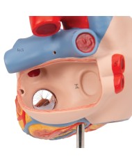 Cuore con trachea ed esofago, ingrandito 2 volte, in 5 parti G13