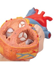 Cuore con trachea ed esofago, ingrandito 2 volte, in 5 parti G13