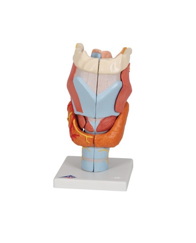 3B Scientific, modello anatomico di laringe, ingrandito 2 volte, in 7 parti G21