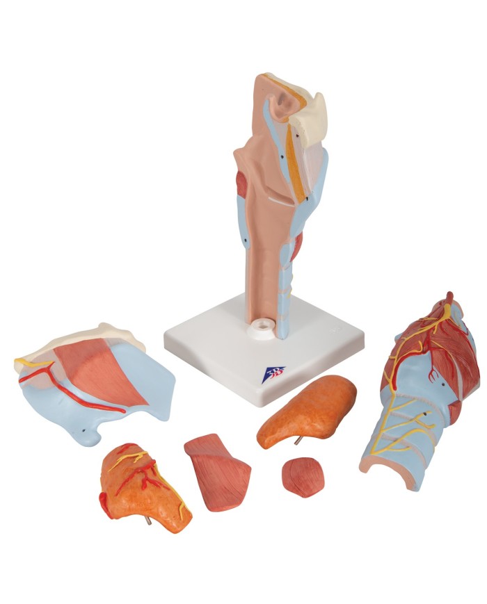 3B Scientific, modello anatomico di laringe, ingrandito 2 volte, in 7 parti G21