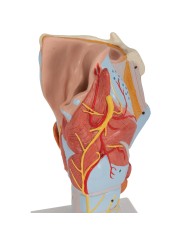 3B Scientific, modello anatomico di laringe, ingrandito 2 volte, in 7 parti G21