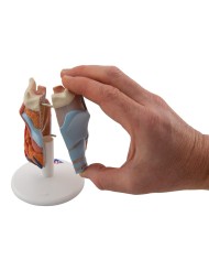 3B Scientific, modello anatomico di laringe, in 2 parti G22