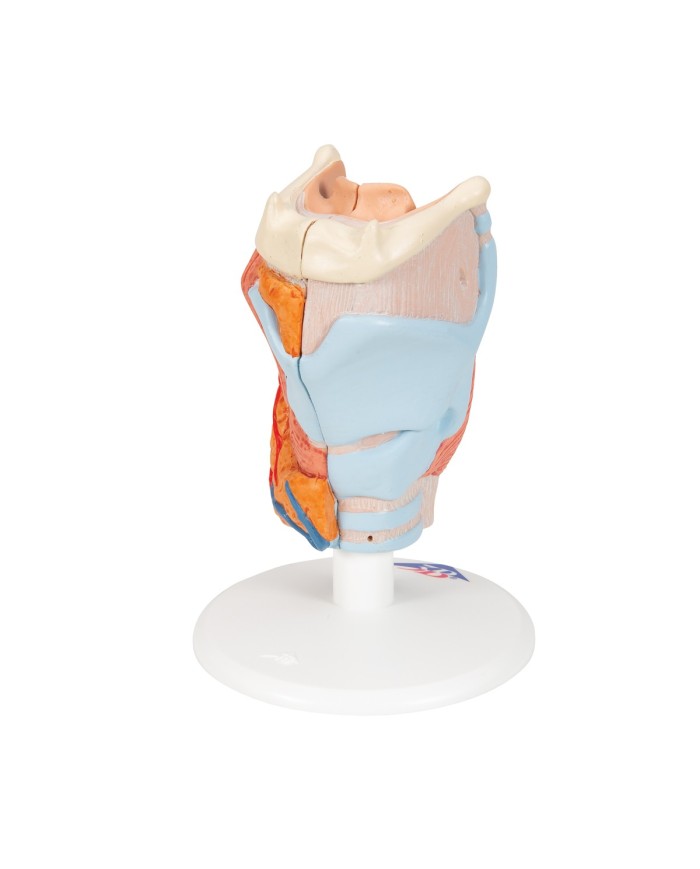 3B Scientific, modello anatomico di laringe, in 2 parti G22