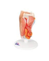 3B Scientific, modello anatomico di laringe, in 2 parti G22