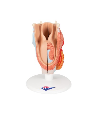 3B Scientific, modello anatomico di laringe, in 2 parti G22