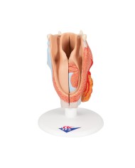 3B Scientific, modello anatomico di laringe, in 2 parti G22