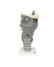 3B Scientific, modello anatomico funzionale di laringe, ingrandito 2,5 volte G20