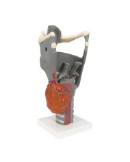 3B Scientific, modello anatomico funzionale di laringe, ingrandito 2,5 volte G20