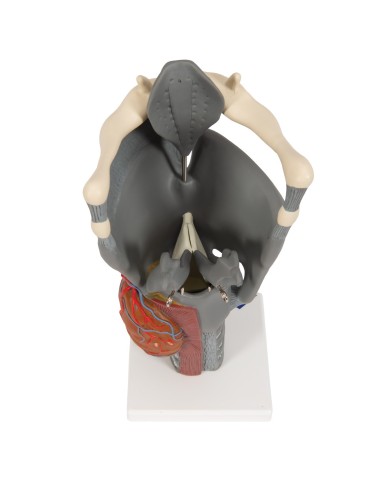 3B Scientific, modello anatomico funzionale di laringe, ingrandito 2,5 volte G20