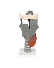 3B Scientific, modello anatomico funzionale di laringe, ingrandito 2,5 volte G20