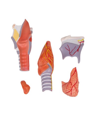 Erler Zimmer, modello anatomico di laringe, ingrandita 2 volte, in 5 parti G221 Erler Zimmer, modello anatomico di laringe, ingrandita 2 volte, in 5 parti G221