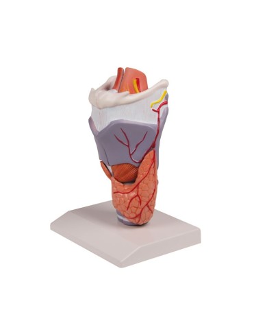 Erler Zimmer, modello anatomico di laringe, ingrandita 2 volte, in 5 parti G221