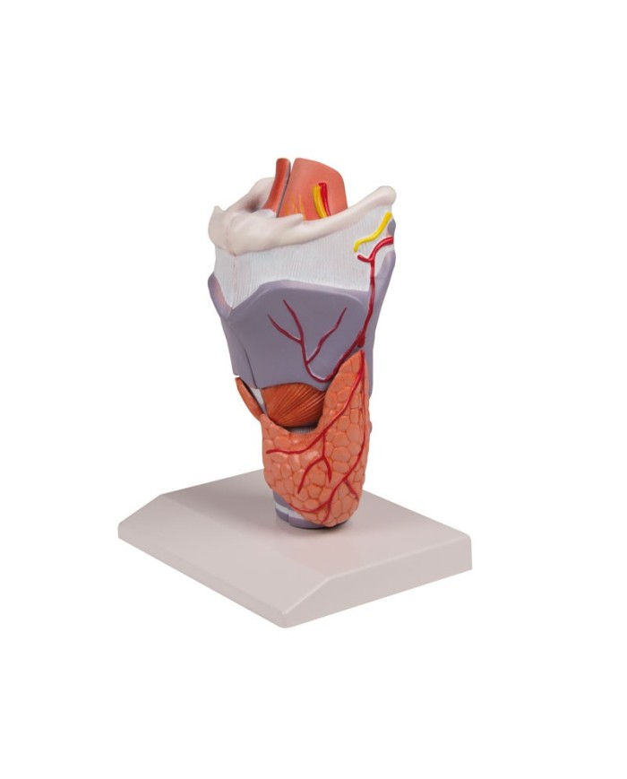 Erler Zimmer, modello anatomico di laringe, ingrandita 2 volte, in 5 parti G221