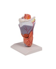 Erler Zimmer, modello anatomico di laringe, ingrandita 2 volte, in 5 parti G221