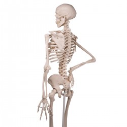 Jago® Modello Scheletro Umano 181,5 cm Medico Anatomico Grandezza Naturale