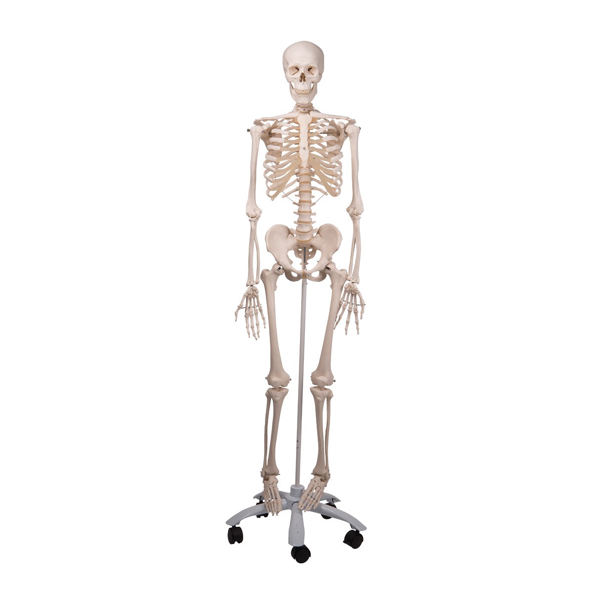 Miglior prezzo di fabbrica del modello di scheletro anatomico