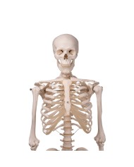 3B Scientific modello anatomico didattico scheletro classico A10